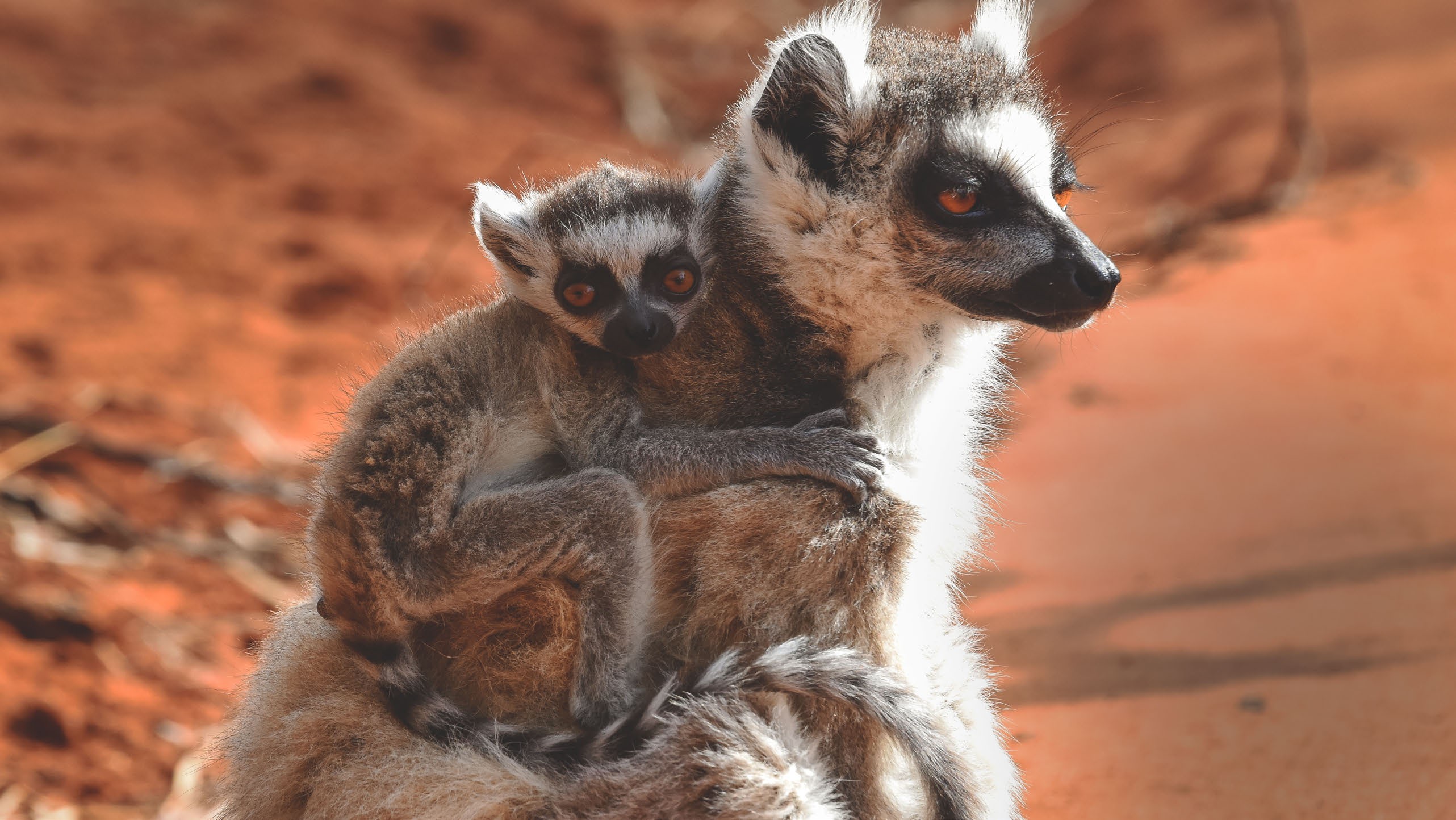 Manombo rainforest community